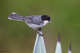 Black-capped Warbling Finch