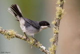 Black-capped Warbling Finch
