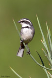 Ringed Warbling Finch