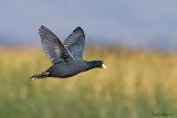 Andean Coot