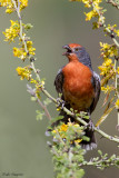White-tipped Plantcutter