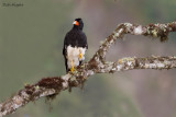 Mountain Caracara