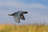Andean Coot
