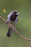 Black-faced Tanager