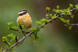 Three-striped Hemispingus