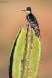 White-fronted Woodpecker