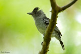 Bolivian Slaty Antshrike