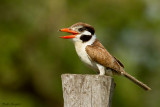 White-eared Puffbird