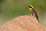 Campo Flicker