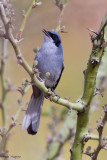 Masked Gnatcatcher