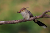 Guira Cuckoo