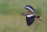 Southern Lapwing