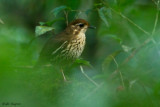 Short-tailed Antthrush