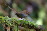 Black-throated Thistletail