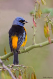 Blue-and-yellow Tanager