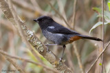 Grey-bellied Flowerpiercer