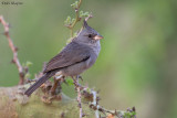 Grey-crested Finch