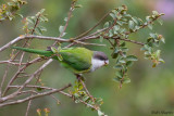 Grey-hooded Parakeet