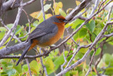 Cochabamba Mountain-Finch