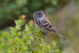 Yellow-billed Tit-Tyrant