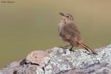 Cordilleran Canastero