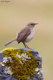 Streak-throated Canastero