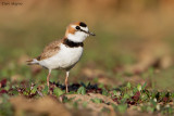Collared Plover
