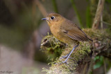 Rufous Antpitta