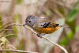 Variable Antshrike