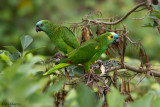 Turquoise-fronted Amazon