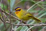 Orange-browed Hemispingus