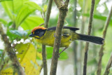 Bolivian Brush-finch