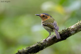 Ochre-faced Tody-flycatcher