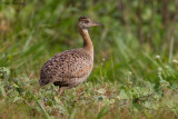 Red-winged Tinamou