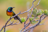 Orange-breasted Sunbird