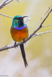 Orange-breasted Sunbird