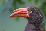 Crowned Hornbill