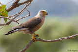 Dickinson's Kestrel