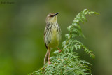 Drakensberg Prinia