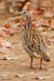 Crested Francolin