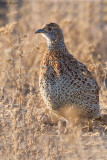 Grey-winged Francolin