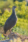 Cape Francolin