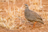 Natal Francolin