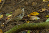 Brown Scrub-robin
