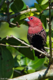 Pink-throated Twinspot