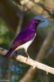 Violet-backed Starling