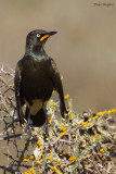 African Pied Starling