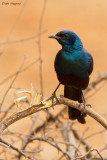 Burchell's Starling