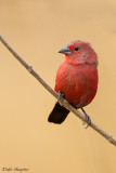 Jameson's Firefinch