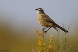 Karoo Scrub-robin